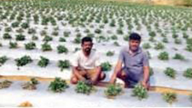 Two men crouching in a young crop field with rows of plants growing through plastic mulch.