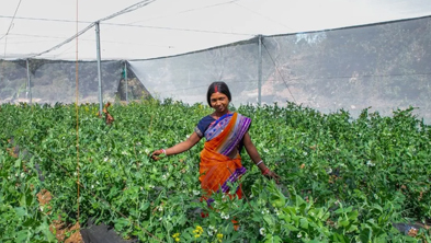 Woman wearing an orange sari tending to green leafy crops in a shaded agricultural field with netting overhead.