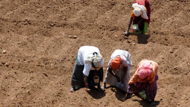 Four people crouched in a tilled field, planting seeds from an overhead view, seen from above the soil field area.