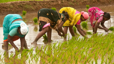The farmer India Refuse to see