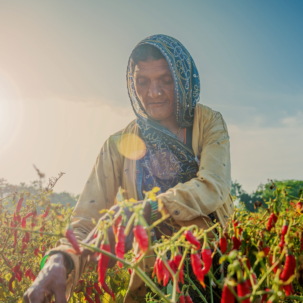 Woman wearing a patterned headscarf harvests red chili peppers in a sunlit field.